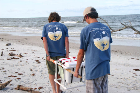 Sea Turtle egg relocation-1