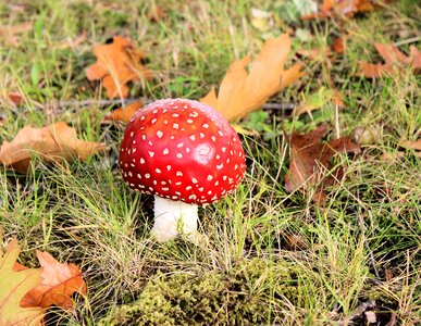 Fly agaric forest gif photo