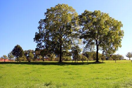 Meadow sky green photo