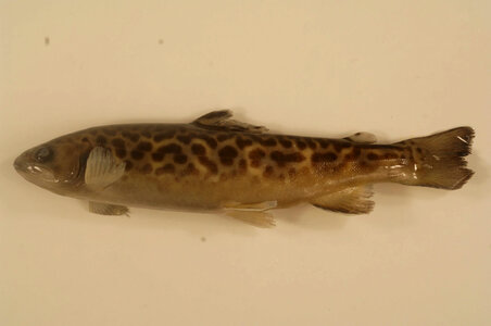 Salmo x Salvelinus trutta x fontinalis photo