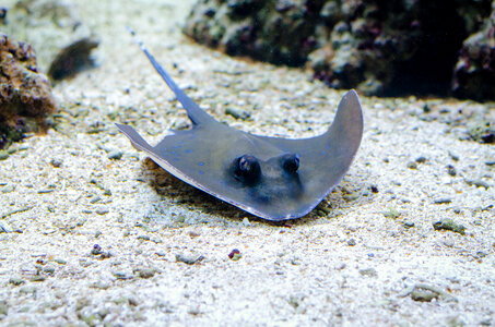 stingray sting ray on sandy seabed photo