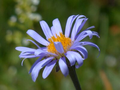 Beautiful beautiful flowers biology photo