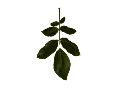 Bouquet leaf structure