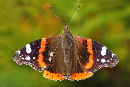 Red Admiral Butterfly -- Vanessa atalanta