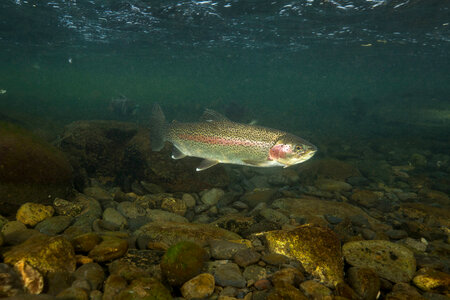 Rainbow trout-1 photo