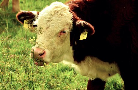 Young animal pasture agriculture