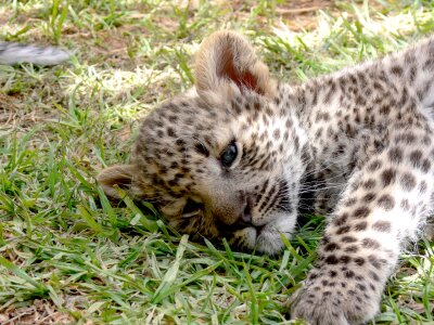A close-up Snow leopard cub photo