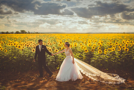 Bride and Groom against Sunflowers Field photo