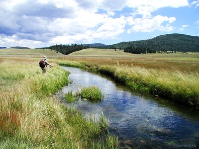 Fly fish trout photo