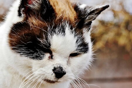 Adorable animal animals