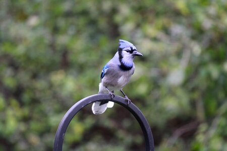 Bird fly wings