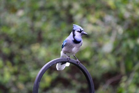 Bird fly wings photo