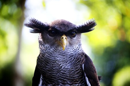 Head nature stare
