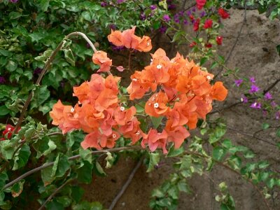 Bloom blossoming flowers