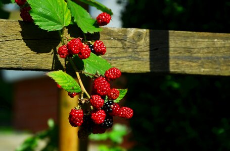Immature fruit red