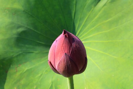 Aquatic beautiful flowers biology