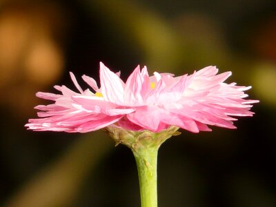 Bloom pink white
