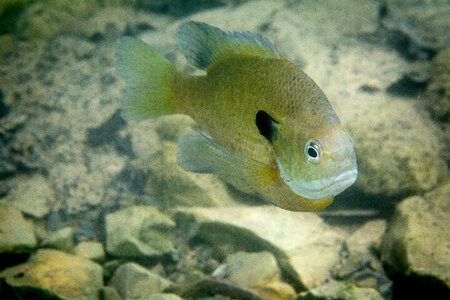 Bluegill on nest-1