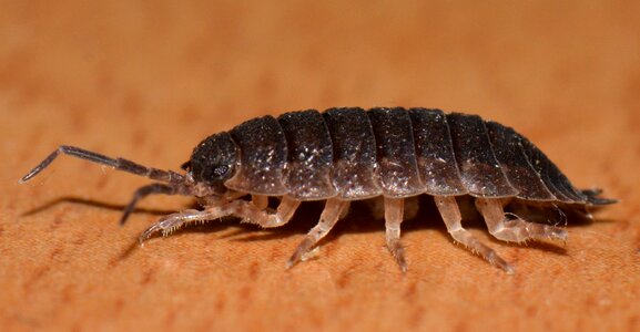 Animal ressemblance macro