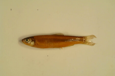 Notropis blennius-2