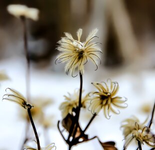 Flora blossom bloom