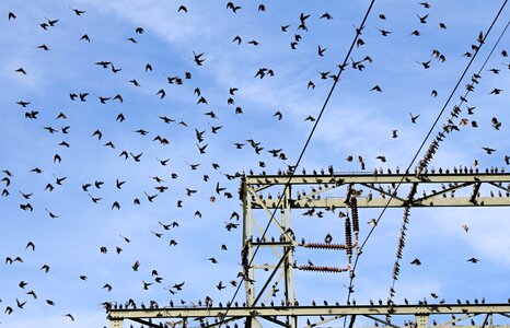 Flock of birds birds on power pole resting place