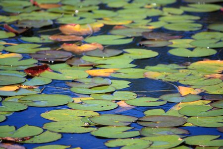 Plants aquatic leaves