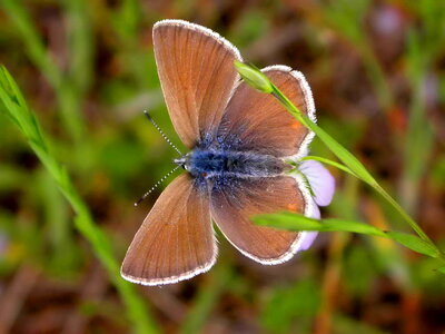 Blue butterfly female photo