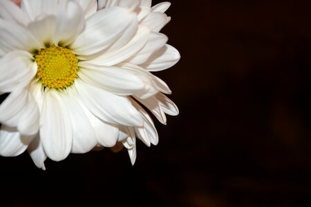 Natural blossom bloom