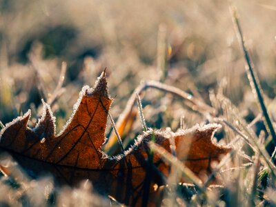 Frost grass ice