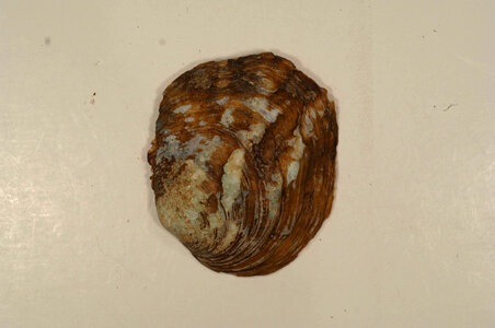 Amblema plicata (outside)-1