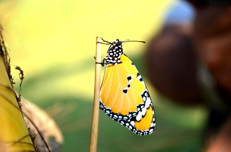 Asclepias Tuberosa beautiful image beautiful photo photo