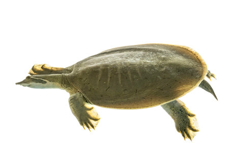 Smooth softshell turtle-1 photo