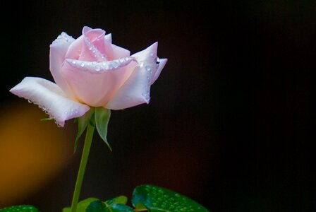 Petal romantic flower