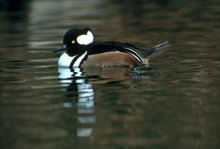 Hooded merganser drake photo