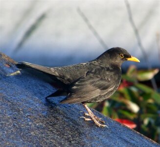 Beautiful blackbird sitting on the branch photo