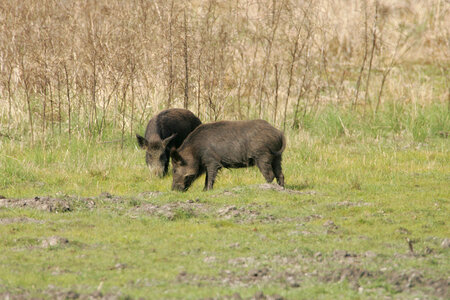 Feral pigs at Aransas National Wildlife Refuge photo
