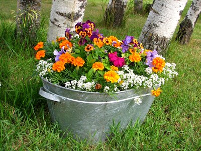 Colorful bright garden
