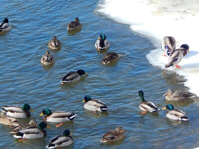 Ducks duck wildlife photography