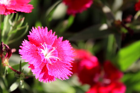 Beautiful Pink Flower Closeup photo