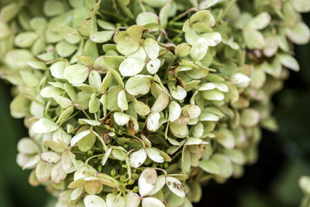 White flowers and leaves photo