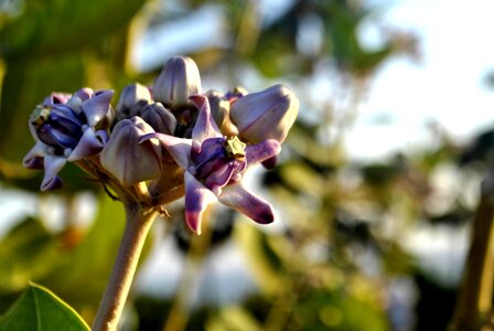 Beautiful Flowers bloom blooming photo