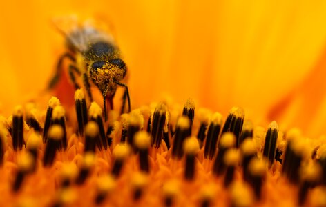 Pollen orange nectar photo