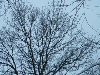 Winter Tree