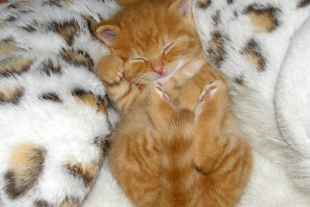 Kitten sleep dreams