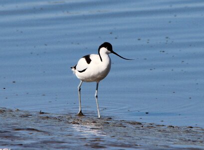 Watt bird water bird bird photo