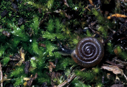 Iowa Pleistocene snail photo