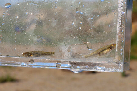 Tidewater Gobies