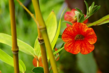 Japanese garden orange photo