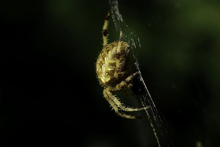 Animal arthropod bug